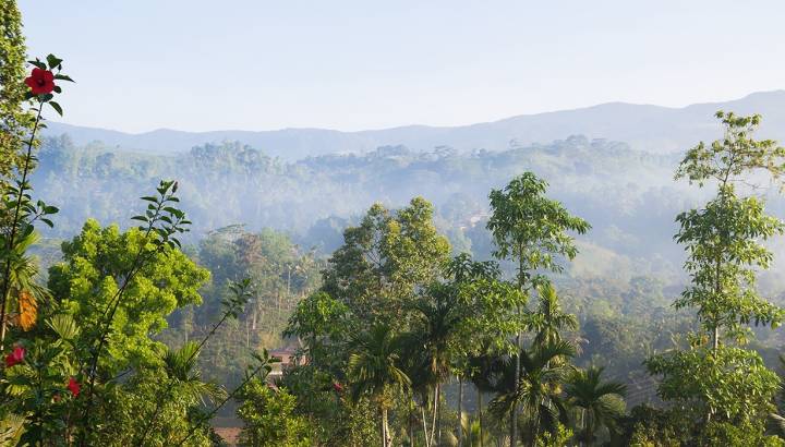 Der Sinharaja Regenwald in Sri Lanka