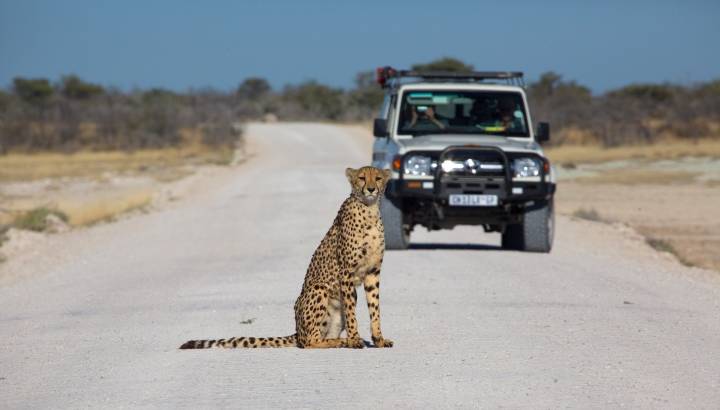 Etosha national park namibia, best road trips