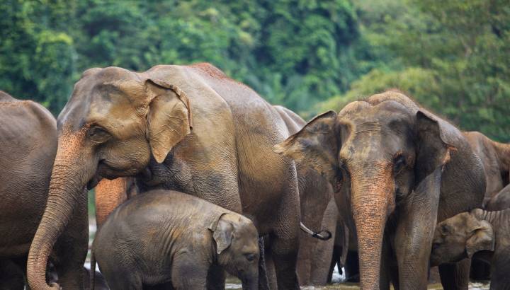 elephant family in water, Pinnawala, Sri Lanka, Asia, shutterstock_107817812