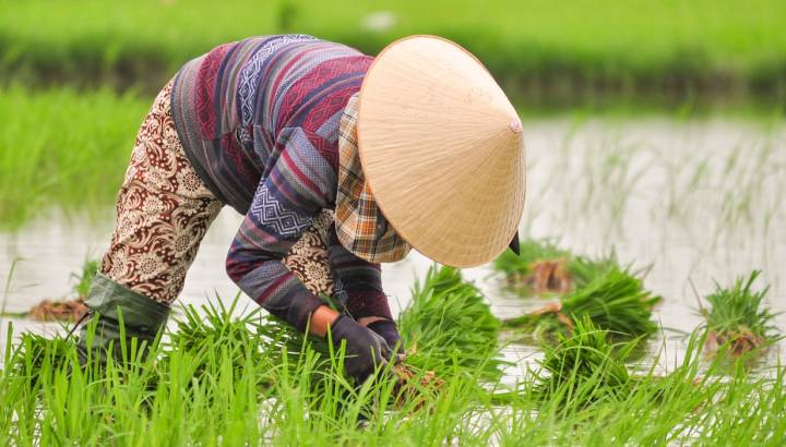 Vietnam women working in the rice green field in summer season at Hoi an
