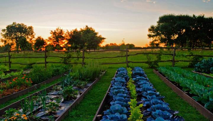 Vegetable garden at La Candelaria del Monte in Buenos Aires Provincia, Argentina
