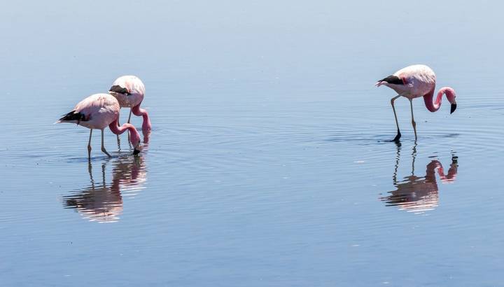 Flamingos in der chilenischen Atacamawüste