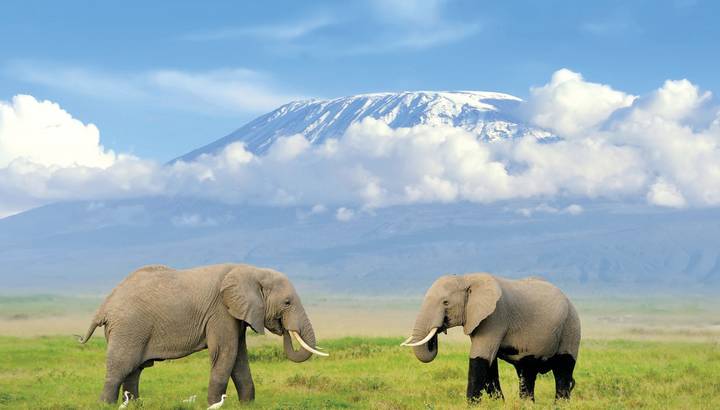 Two Elephants standing under the backdrop of a mountain