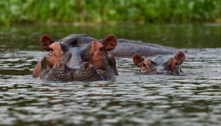 Ausgewachsenes Flusspferd mit kleinem Jungen Zambezi River Sambia Afrika