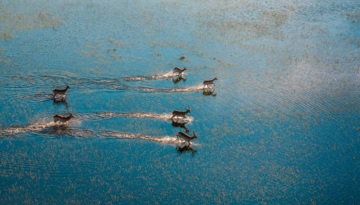 Aerial view of antelopes running across flooded grasslands, Okavango Delta, Moremi Game Reserve, Botswana