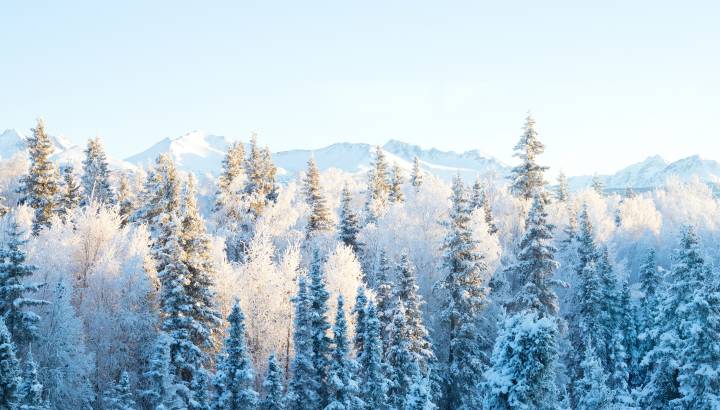 View of Alaskan Forst in Winter