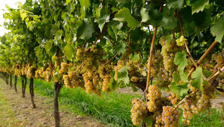 Weinreben in der Weinbauregion Niagara on the Lake Ontario