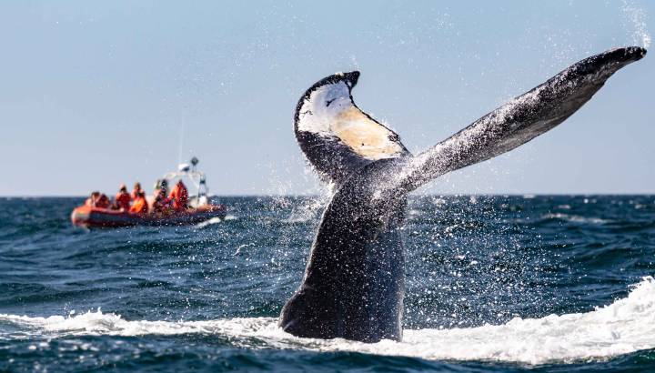 Nahaufnahme einer Walflosse in den Gewässern von Brier Island Kanada, im Hintergrund ein Walbeobachtungsboot