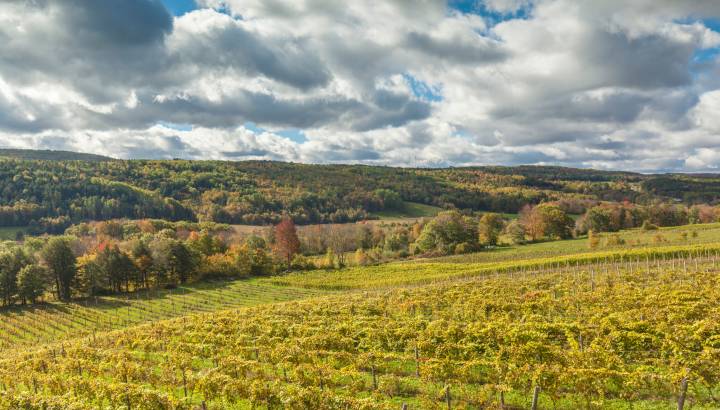 Blick auf einen Weinberg an einem bewölkten Herbsttag im Annapolis Valley, Nova Scotia