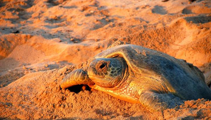 Nahaufnahme einer Grünen Meeresschildkröte im Naturschutzgebiet von Ras Al Jinz, Sultanat Oman bei Sonnenuntergang