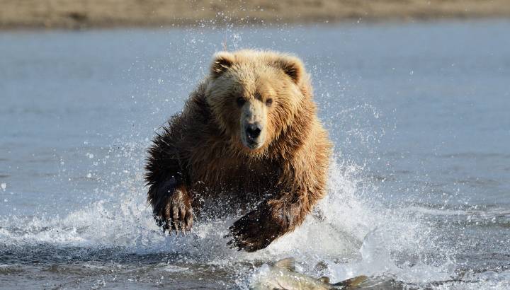 Grizzly Bear in Alaska jumping at Fish