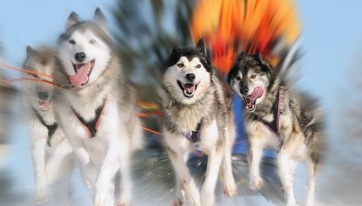 Close up of Sledge Dogs racing in Alaska