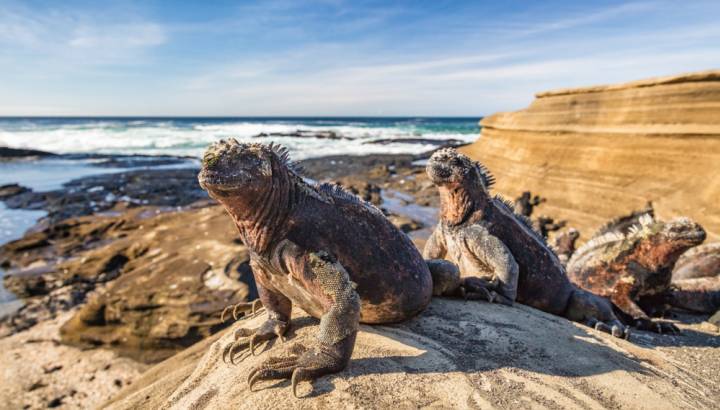 Nahaufnahme zweier Leguane an den Klippen von Puerto Egas, Isla Santiago, Ecuador, Galapagos Inseln.