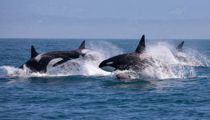 Gruppe von Orcas vor der Küste von Vancouver Kanada