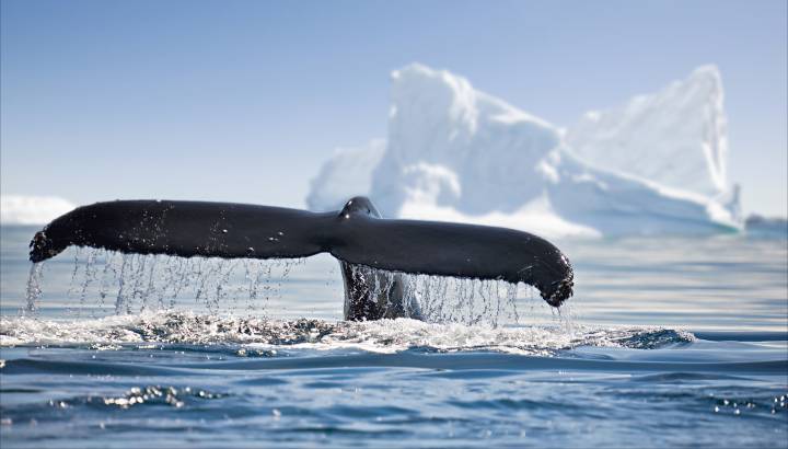 Antarctica