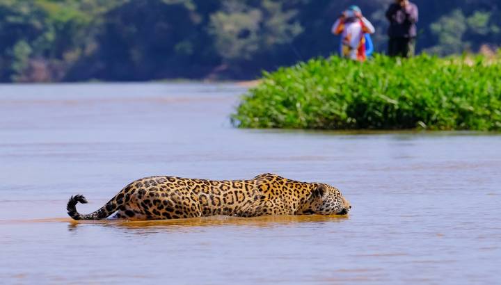 Enchanting Travels Brazil Tours Jaguar, Panthera Onca, Female, observed by unrecognizable tourists crossing Cuiaba River, Pantanal, Mato Grosso do Sul, Brazil, South America
