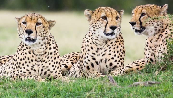 Three male cheetahs Ol Pejeta