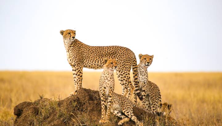 Search for Your Perfect Luxury Vacations