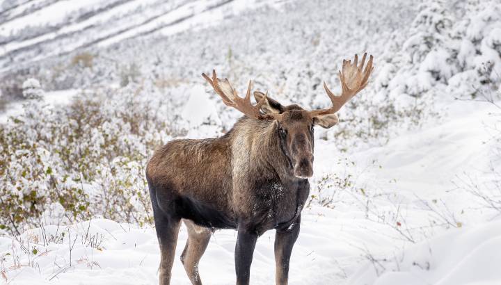 Moose in Chugach State Park Alaska in Winter
