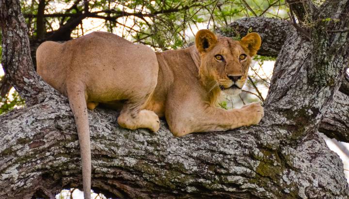 Lion resting at Tarangire National Park