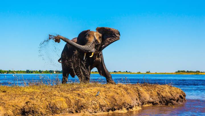 Elefant im Chobe Nationalpark