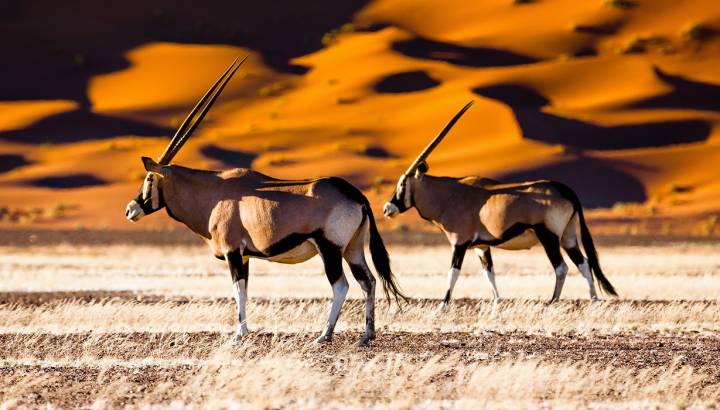 Enchanting Travels Namibia Tours Oryx and dunes - Sossusvlei - Namibia