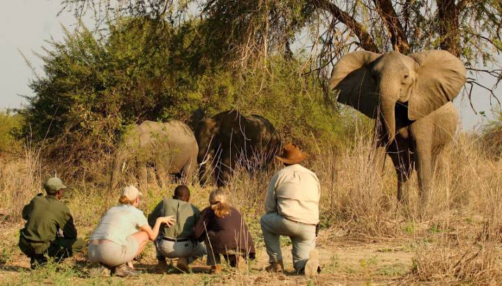 Buschwanderung im South Luangwa Nationalpark begleitet von Rangern und Guides