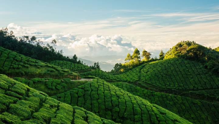 Enchanting Travels India Tours South India Blog Munnar