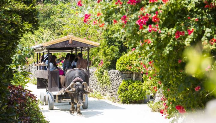 Asiatische Touristen in einem von einem Büffel gezogenen Karren in Taketomi Okinawa Japan
