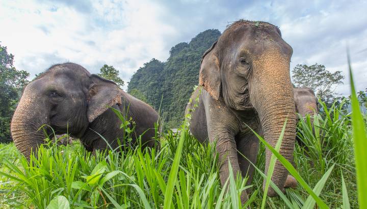 Elephants in Thailand