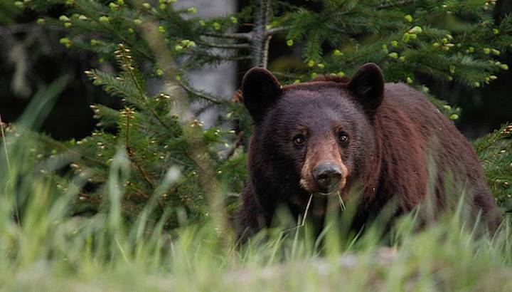 Nahaufnahme eines Schwarzbären im grünen Dickicht der Wälder bei Whistler Kanada