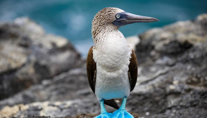 Nahaufnahme eines Blaufußtölpels auf den Galapagos-Inseln, Ecuador