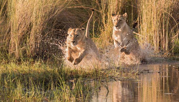 Enchanting Travels Africa Tours Watershy lions in the Okavango Delta, Botswana