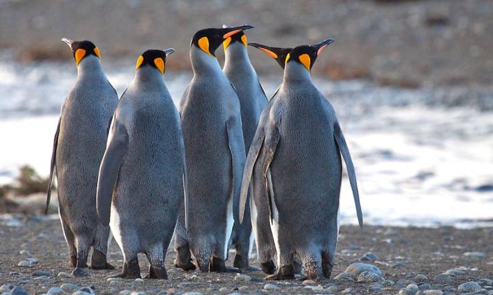 King penguin guide: species facts and where they live - Discover Wildlife