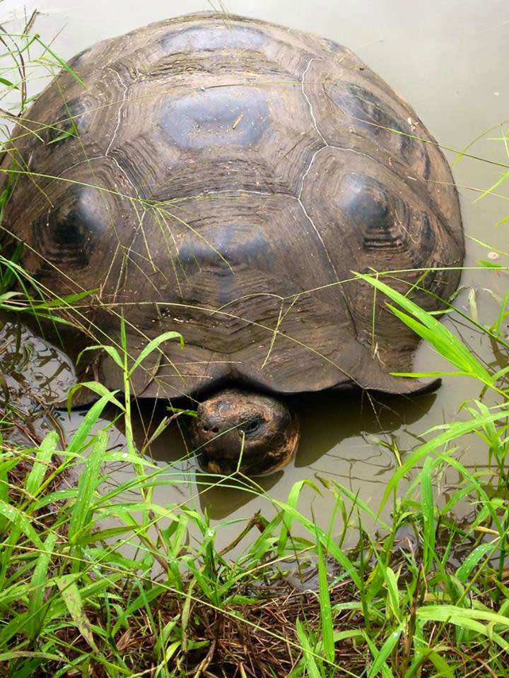 Galapagos tortoise - Photo credit: Tiffany Merritt