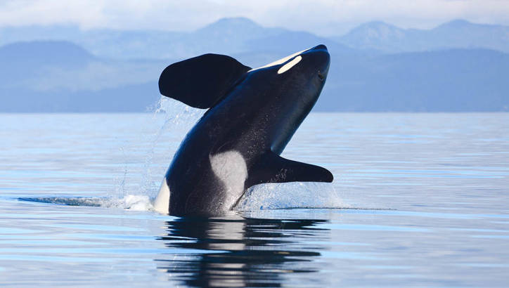 Whale Watching in Vancouver Island