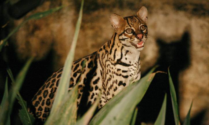 Ocelot, Brazil