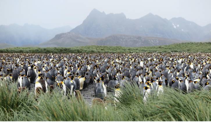 Emperor Penguins, Antarctica