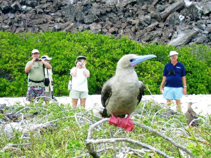 bolis galapagos