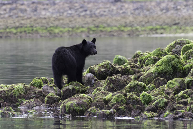 Black bear standing on rocks at low tide Tofino British Columbia Canada.