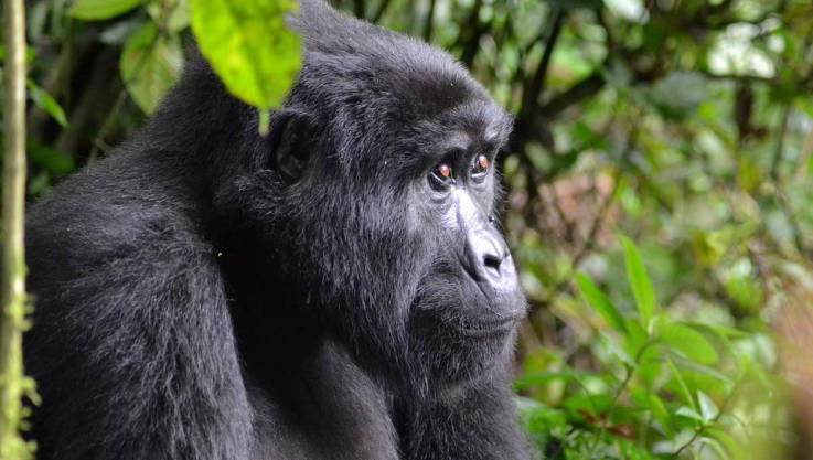 Bwindi Impenetrable Forest National Park