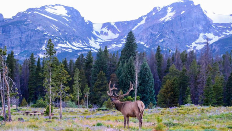 Deer looking over the mountains