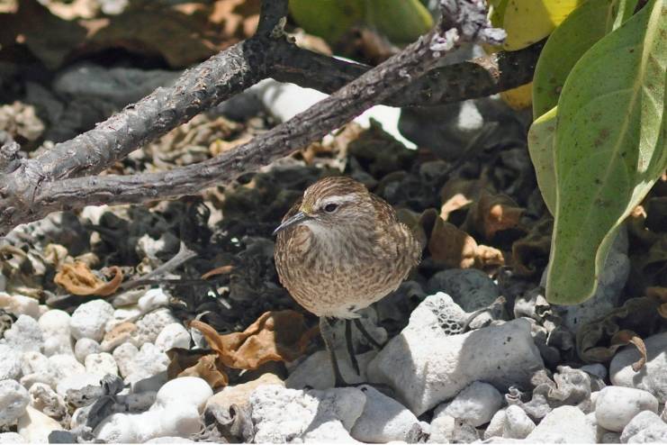 sandpiper, Tenararo Atoll.