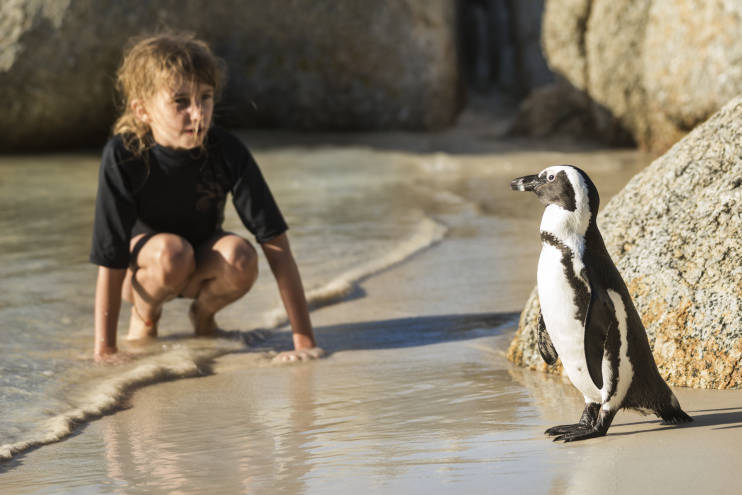 Galapagos Penguin