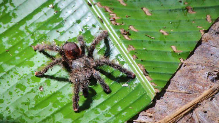 Tarantula