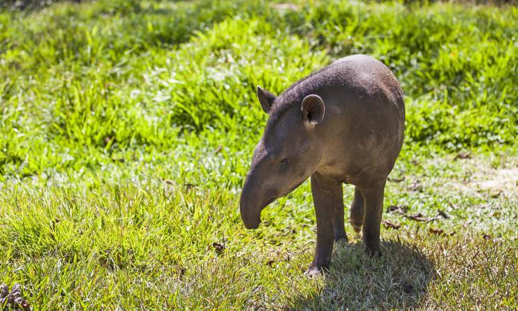 Tapir, Amazon