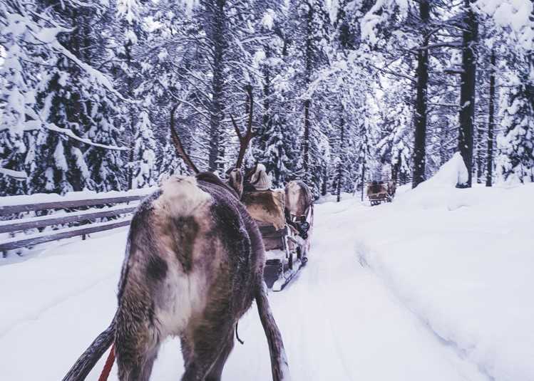 Reindeer ride in Finland