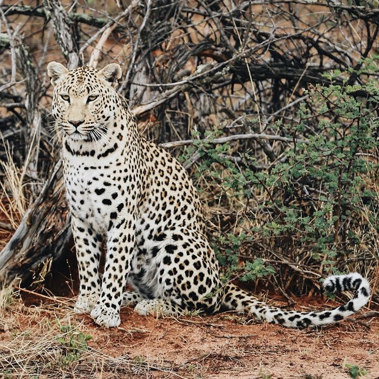 A leopard sighting in Namibia