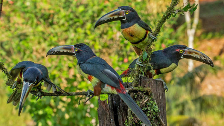 Collared Aracaris