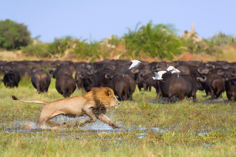 lion, Africa